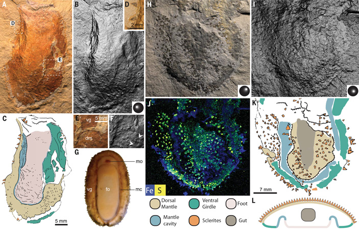 Рис. 5. Признаки моллюсков у Shishania aculeata