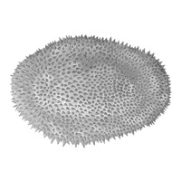 Shishania aculeata