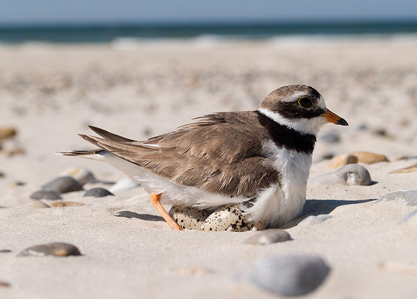 Зуек-галстучник (Charadrius hiaticula), высиживающий яйца. Фото © Arnoldius с сайта commons.wikimedia.org