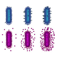 Оружие ближнего и дальнего действия у бактерий