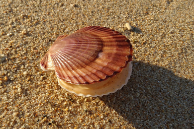 Приморский гребешок (Patinopecten yessoensis)