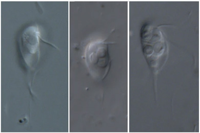 Представители родов Skoliomonas и Barthelona