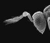 Паразитическая оса Megaphragma mymaripenne сходна по размеру с инфузорией Paramecium caudatum