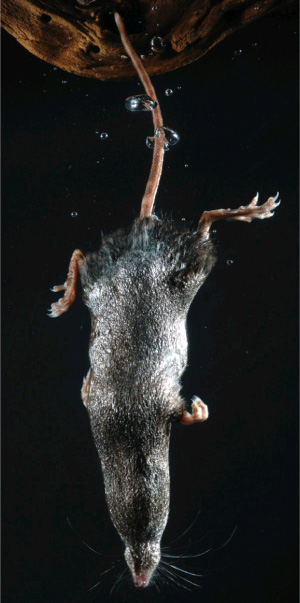 Водяная бурозубка Sorex palustris — самый маленький ныряльщик среди млекопитающих — имеет водоотталкивающий мех (фото из обсуждаемой статьи в Nature)