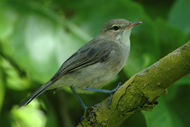 Сейшельская камышевка (Acrocephalus sechellensis)