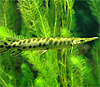 Современная панцирная щука Lepisosteus oculatus
