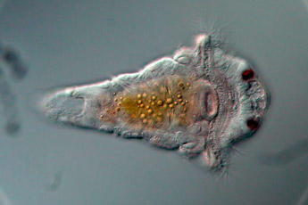Личинка многощетинкового трубчатого червя Hydroides elegans