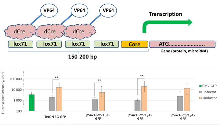 Рис. 4. Схема предложенной в обсуждаемой статье системы контроля экспрессии генов