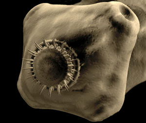 Так выглядит головка свиного цепня крупным планом (изображение с сайта research.amnh.org)