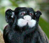 Усатый тамарин Saguinus mystax
