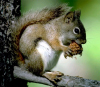 Американская красная белка (Tamiasciurus hudsonicus). Фото с сайта animaldiversity.ummz.umich.edu)