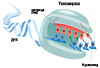 Рисунок с сайта www.bio.miami.edu