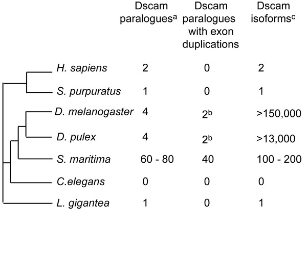 Рис. 4. Разнообразие генов Dscam у разных животных