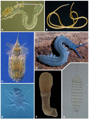 Рис. 1. Члены группы Ecdysozoa