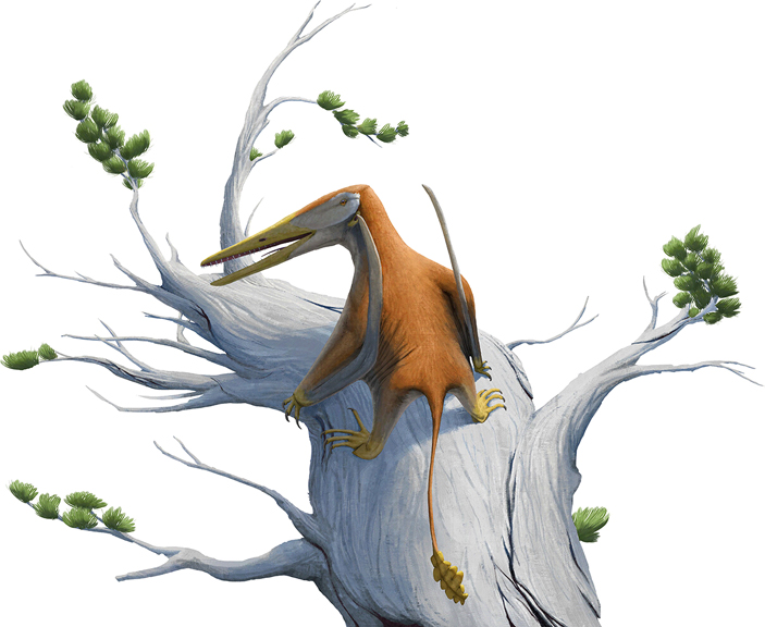 Рис. 1. Хотя от представителя нового вида сохранились лишь фрагменты скелета, знания о его ближайших родственниках позволяют довольно точно представить его внешний вид