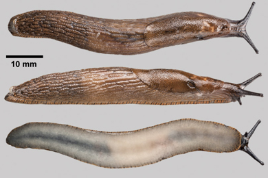 Слизень Arion vulgaris
