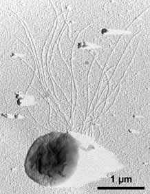 Thermococcus — один из характерных обитателей горячих глубинных слоев земной коры. Предпочитает температуру от 60 до 100°C. На одном из полюсов клетки находится пучок длинных жгутиков (как и у родственного Pyrococcus). Фото с сайта microbewiki.kenyon.edu