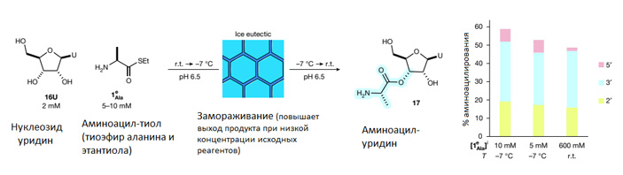Рис. 2. Аминоацилирование уридина аминоацил-тиолом