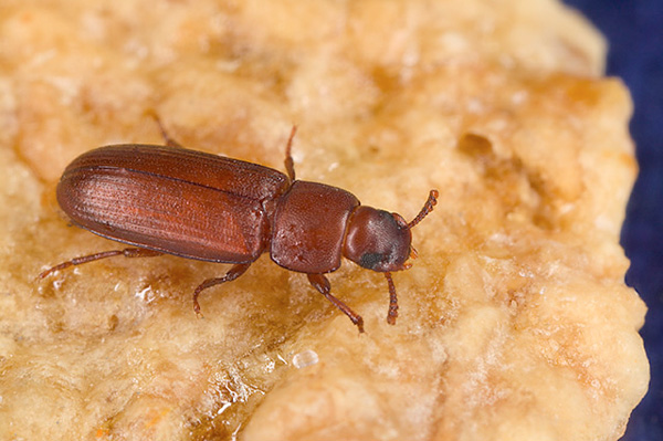 Малый булавоусый хрущак Tribolium castaneum
