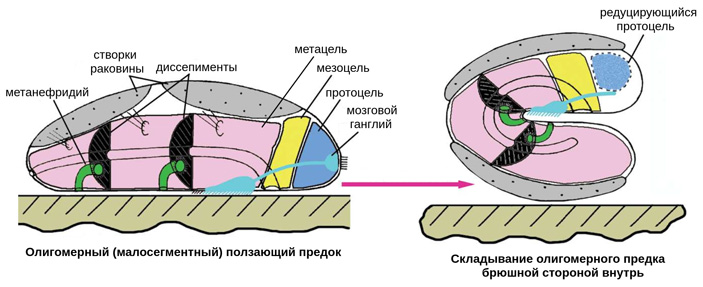 Рис. 2. Становление плана строения брахиопод