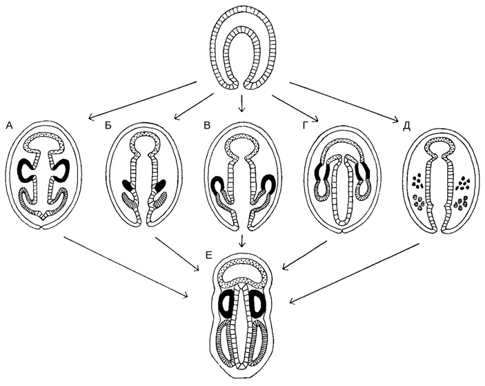 Рис. 6. Разные способы развития целомов у кишечнодышащих