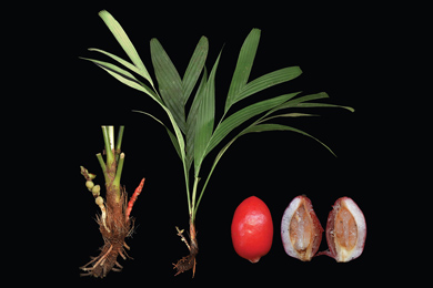 Пальма Pinanga subterranea