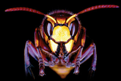 Крупнейший из группы «общественных» ос — шершень Vespa crabro, один из десяти участников эксперимента (фото ©E.Billig из цитируемой статьи в Nature)