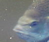 Солнечник (Lepomis macrochirus)