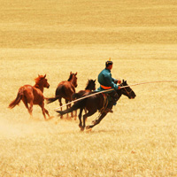 Лошади в монгольских степях