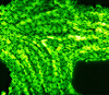 Светящаяся бактерия Vibrio fischeri