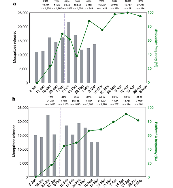 Рис. 4. Число выпущенных в природу комаров (серые колонки), даты выпуска и изменения частоты зараженности (зеленая линия) в пригородах Йоркиз Ноб (а) и Гордонвэйл (b). Рисунок из обсуждаемой статьи Hoffmann et al. в Nature