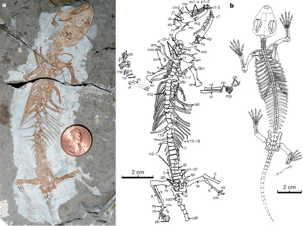 Yanoconodon allini. Изображение из обсуждаемой статьи в Nature