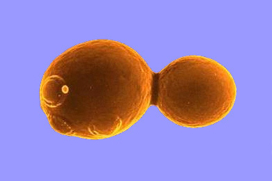 Дрожжевая клетка в процессе почкования. Фото с сайта www.kaeberleinlab.org