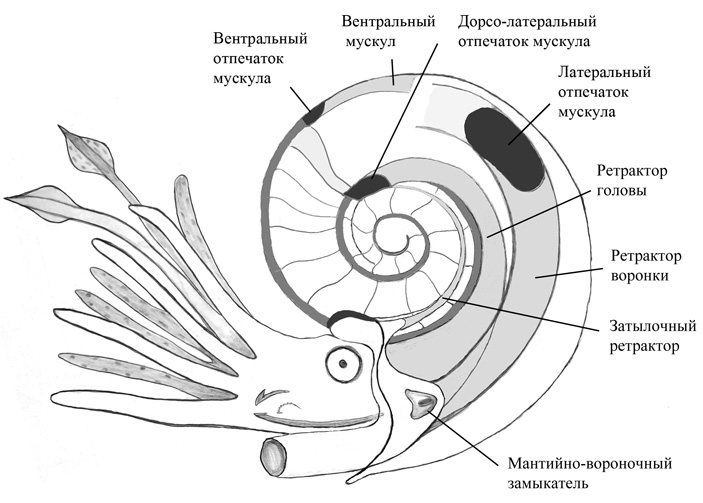 Реконструкция мускульной системы юрского аммонита