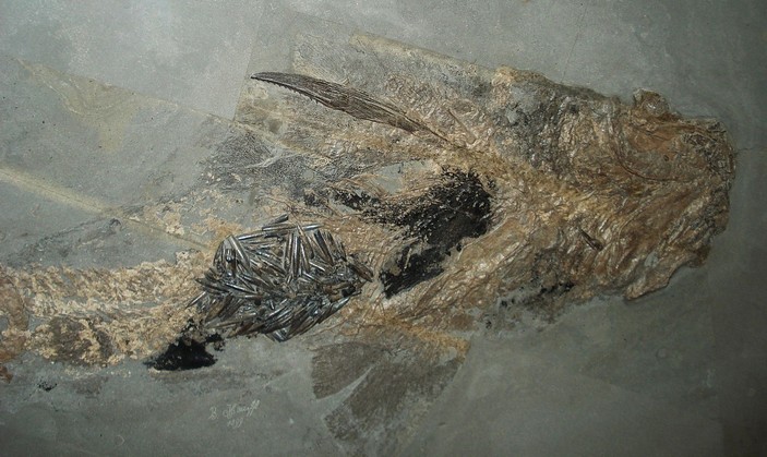 Рис. 5. Акула Hybodus из юры Германии, желудок которой набит рострами белемнитов