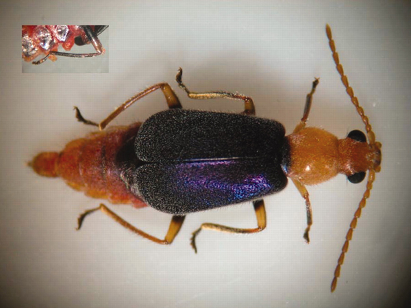 Рис. 3. Жук Choresine pulchra&nbsp;— возможный источник батрахотоксина для ядовитых птиц