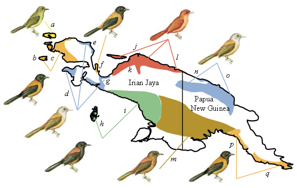 Рис. 4. Распространение и фенотипы некоторых подвидов изменчивой дроздовой мухоловки, P.&nbsp;kirhocephalus