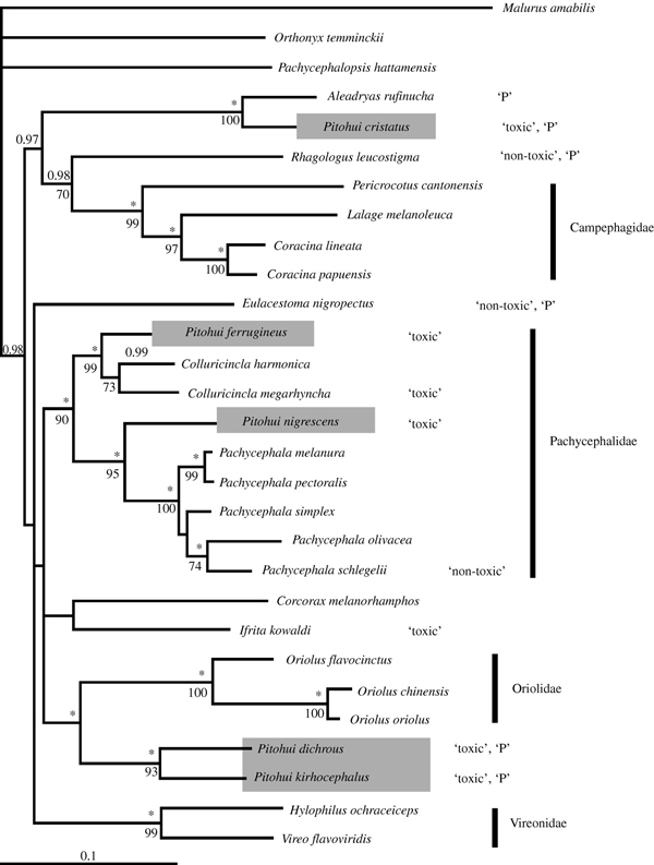 Рис. 5. Филогенетическое дерево, на котором показаны ядовитые (содержащие хоть какое-то количество батрахотоксина) виды, ранее относимые к&nbsp;роду Pitohui