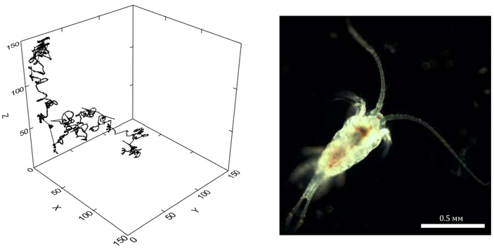 Рис. 2. Траектория перемещения веслоногого рачка Temora longicornis в трехмерном пространстве (слева) и внешний вид его самого (справа)