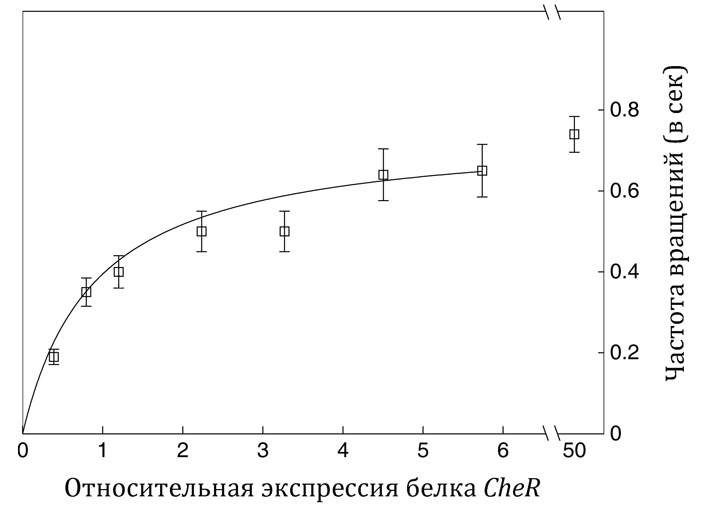 Рис. 3. Частота вращений кишечной палочки в зависимости от внутриклеточной концентрации белка CheR