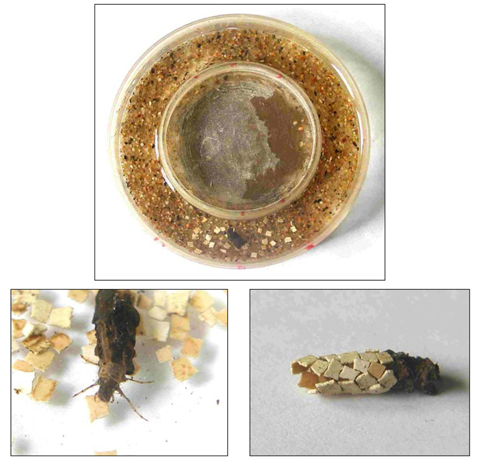 Рис. 4. Вверху — экспериментальный круглый коридор с песком: личинка ручейника находится на участке с фрагментами скорлупы. Внизу слева — личинка пробует скорлупку, внизу справа — готовый домик, сделанный с использованием этого материала