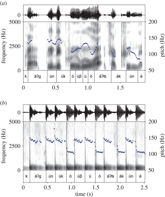 Рис. 11. Устная (а) и барабанная (b) версии фразы káʔgúnúkoúβú o áʔʦakúne ‘Я доделываю кауим (слабоалкогольный напиток из маниока)’. Здесь при помощи знака ґ обозначены гласные низкого тона