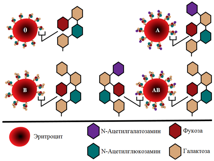 Рис. 1. Агглютиногены групп крови системы АВ0