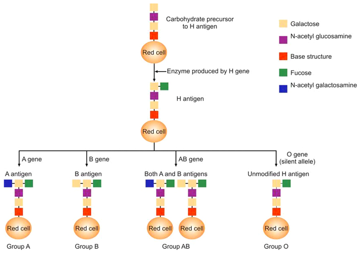 Рис. 2. Схема синтеза антигенов (агглютиногенов) групп крови системы AB0