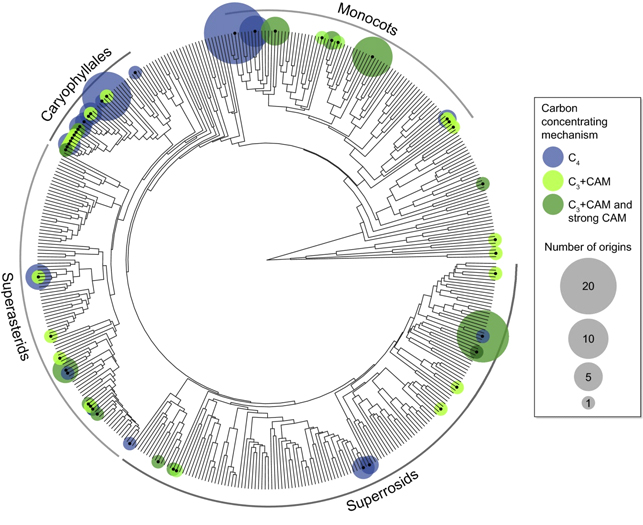 Рис. 1. Распределение случаев возникновения C4- и CAM-фотосинтеза по филогенетическому древу семенных растений