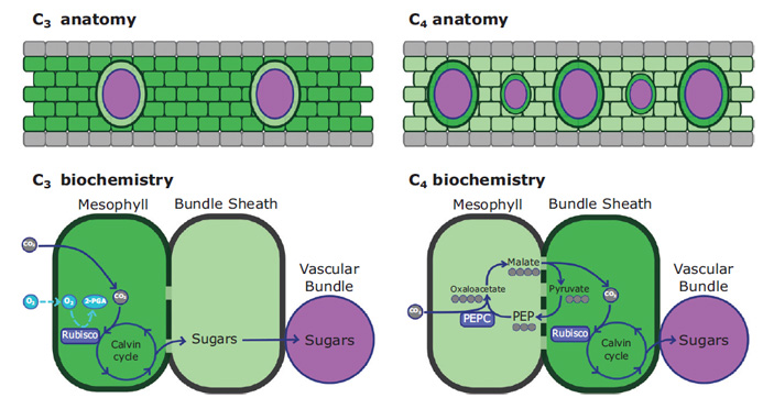 Рис. 3. Схематичное изображение типичной анатомии C3- и C4-листа