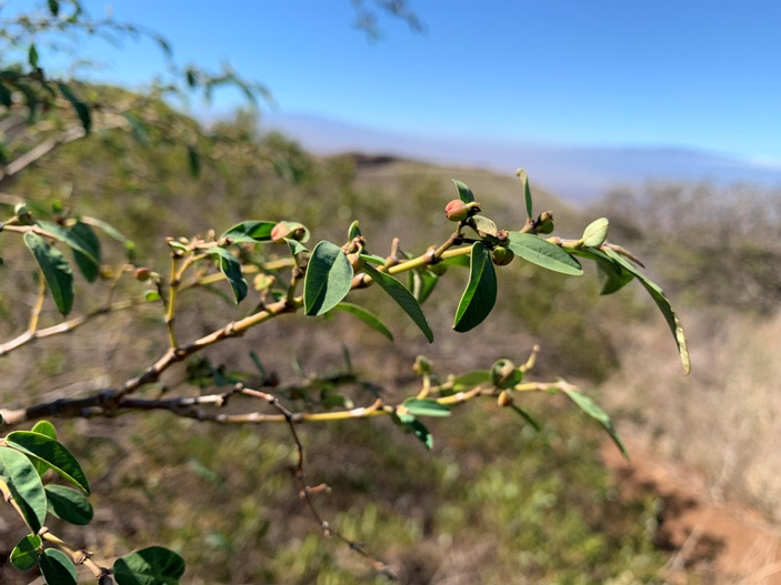 Рис. 5. Euphorbia olowaluana, одно из немногих C4-деревьев