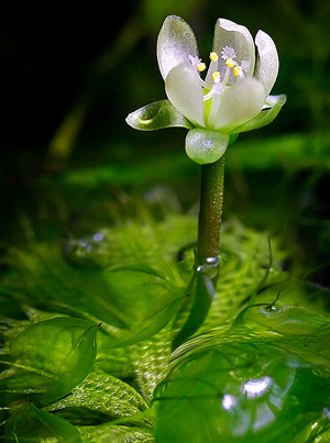 Рис. 1. Полупрозрачные двустворчатые ловушки альдрованды находятся под водой, и насекомым-опылителям они не страшны