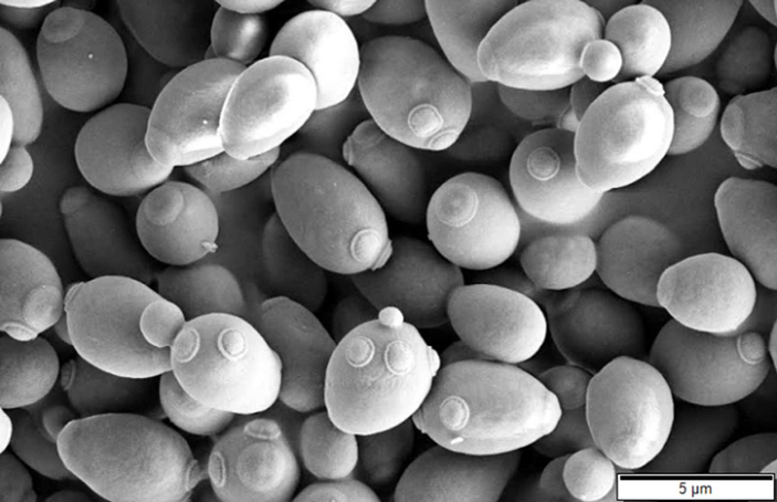 Пекарские дрожжи (Saccharomyces cerevisiae). Снимок получен с помощью сканирующей электронной микроскопии