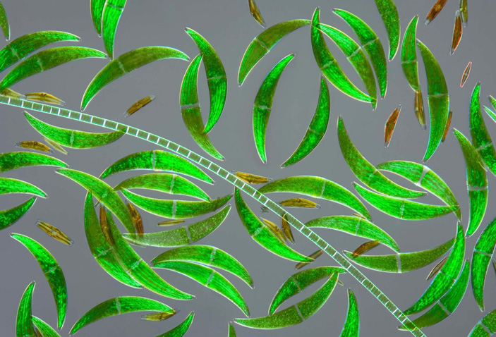 1 — Closterium (зеленая водоросль), 2 — диатомовые водоросли, 3 — Spirogyra